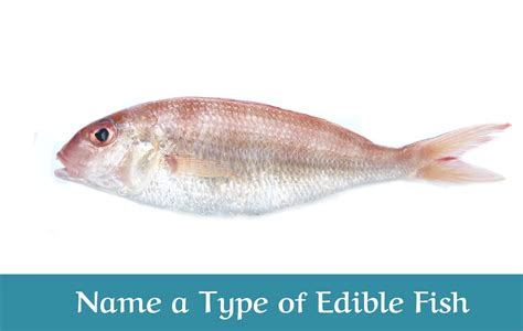 oily fish|Text or Die: NAME A TYPE OF EDIBLE FISH [Answers].